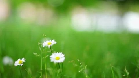 Close up of three daisies in a green meadow. Stock Footage 154557751