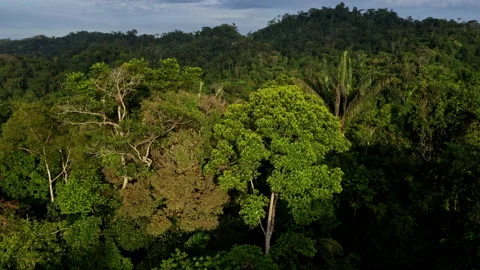 Close up of three different tree crowns from which one a palm tree Stock Footage 236775156