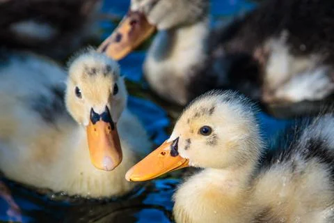 Close-up of three ducklings swimming Stock Photos