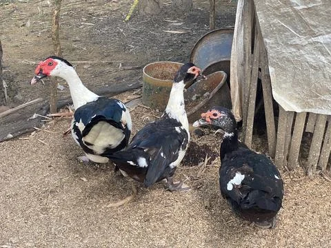 Close up Three ducks inside the net in the village and the coop from bamboo Stock Photos