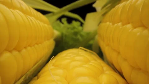 Close Up of Three Ears of Corn Stock Footage 279710389