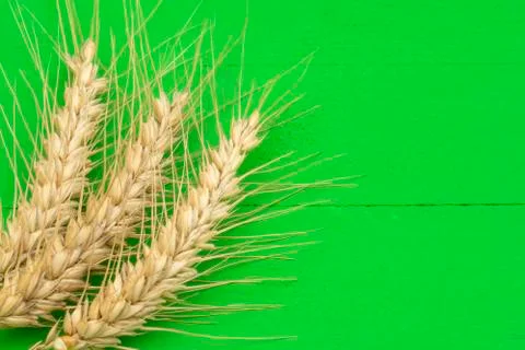 Close-up of three ears of wheat on a green wooden background Stock Photos