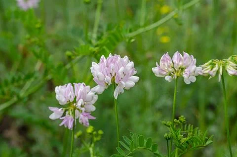 Close-up of three flowers with a spider web on green stems. Eye level shootin Stock Photos