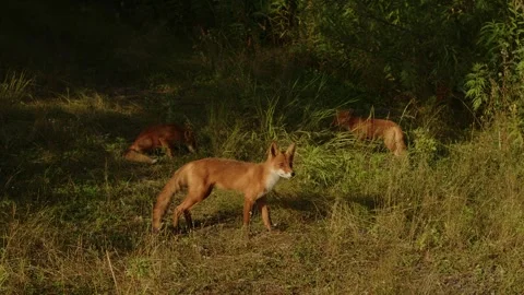 Close-up of three fox in bright sunlight standing in forest clearing and funny Stock Footage 327611710