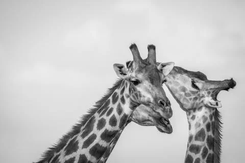 Close up of three Giraffes in Chobe. Stock Photos