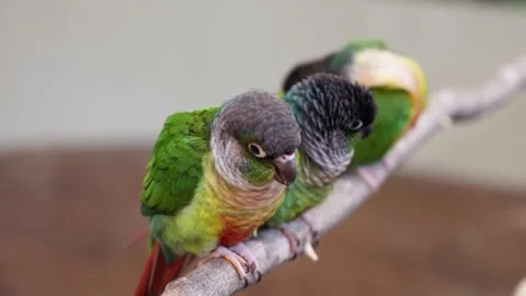 Close-up of three green-cheeked conures preening perched in a row on a branch 스톡 동영상 320947379