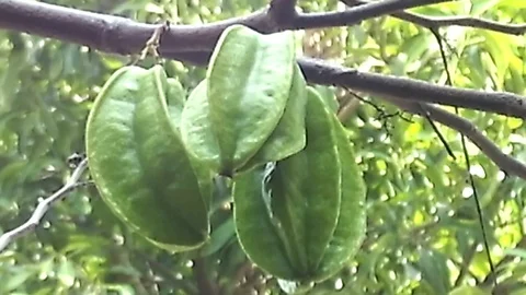 Close up,  three green starfruit hanging on the tree at the garden. Carambola. Stock Footage 122061604