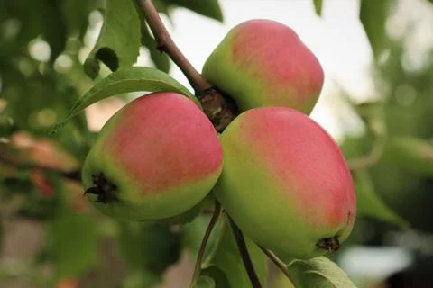 Close-up of three growing ripe apples on a branch. Stock Photos