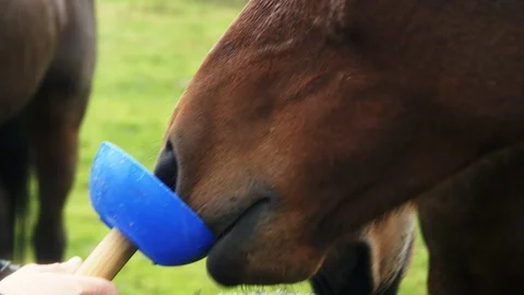 Close up three horses being fed in field on rainy day Stock Footage 90365021