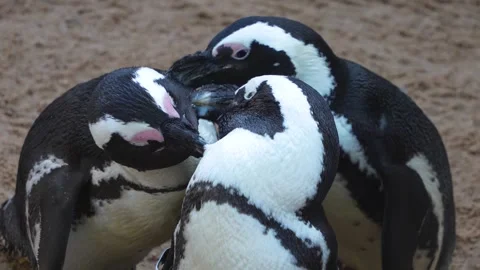 Close up of three Humboldt or jackass penguins Stock Footage 272737054