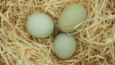 Close Up Of Three Isolated Green Egg Rotating On A Bed Of Straw Stock Footage 143147217