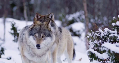 Close-up of three large wolves walking in thick forest a cold winter evening Stock Footage 86302165