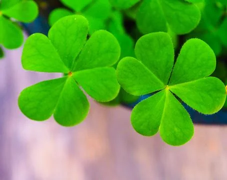 Close Up three-leaved shamrock old wooden background, St.patrick's day celebr Stock Photos