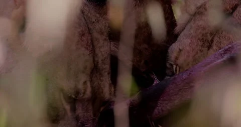 Close up of three lions' heads eating into a zebra kill Stock Footage 308672579