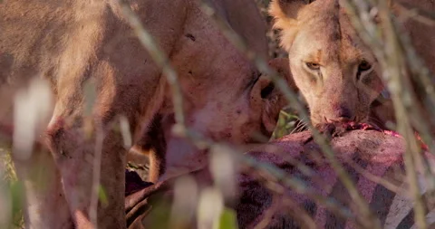Close up of three lions' heads feeding on zebra kill in the morning Stock Footage 308672556