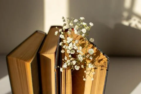 Close up three old book with white gypsophila flowers on table in sun light Foto stock