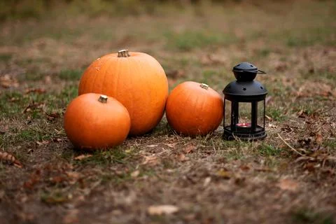 Close-up of three orange pumpkins next to a vintage-style lantern. Stock Photos