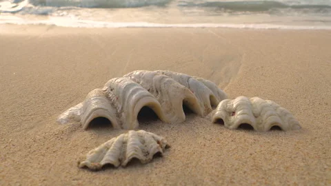 CLOSE UP: Three pale seashells rest on smooth wet sand in soft morning light Stock Footage 336802365