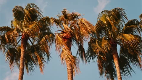 Close up of three palm trees on a blue sky background Stock Footage 304228170