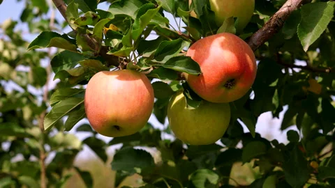 Close-up of three paradise apples on tree branch symbolize growth Stock Footage 283498284