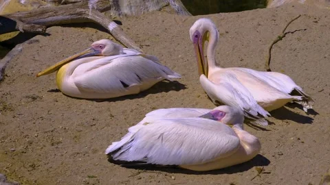 Close up of three pelicans,  Video stock 139651953