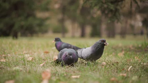 Close up of three pigeons foraging on green grass with blurred trees in park Stock Footage 346728665