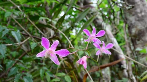 Close-up of Three Pink Dendrobium Orchid Flowers Stock Footage 315180652