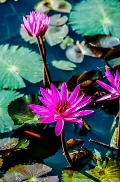 A close up of three pink flowers floating on the surface of a pond Stock Photos