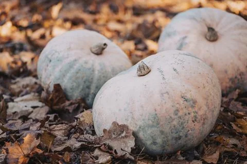Close up of three pumpkins on golden oak leaves, toned photo Stock Photos