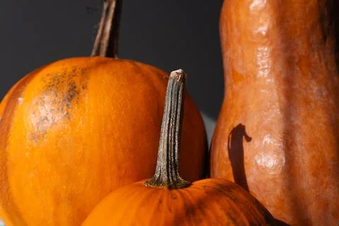 Close-Up of Three Pumpkins with Natural Light and Shadows Stock Photos