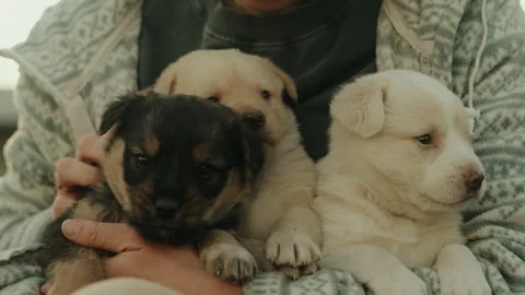 Close up of three puppy dogs held in a woman's arms. The puppy is very floppy Stock Footage 243147180