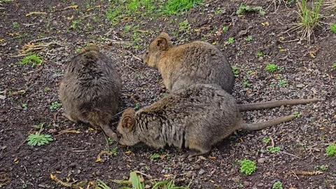  Close up of three rabbit Kangaroos Video stock 269820210
