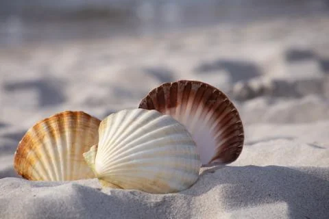 Close-up of a three seashell on the beach Stock Photos