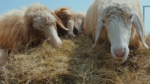 Close-up of three sheep eating hay on farm, showcasing their woolly Stock Footage 280128776