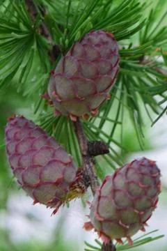 Close-up of three small cones of larch Larix decidua 库存照片