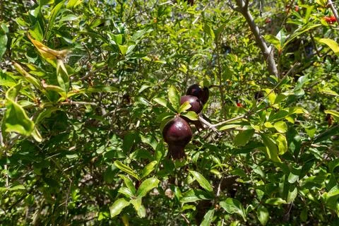 Close up of three small dark red pomegranates ripening on a branch among gree Fotos de archivo
