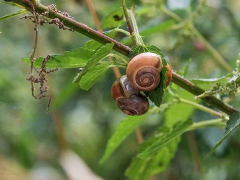 Close-up of three small Roman snails (Helix pomatia) grouped on one leaf. Stock Photos