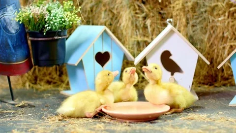 Close-up, three small yellow ducklings drinking water from a plate . In the Stock-Footage 76542521
