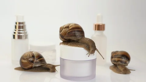 Close up of three snails and a jar of skin cream Stock Footage 115841868