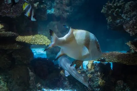 Close-up of a three-striped snapper on a background of corals. Stock Photos