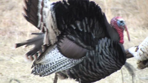 Close Up of Three Strutting Gobblers in Mating Season Stock Footage 130211610