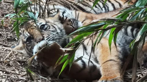 Close up of three Sumatran tiger cubs Stock Footage 132376365