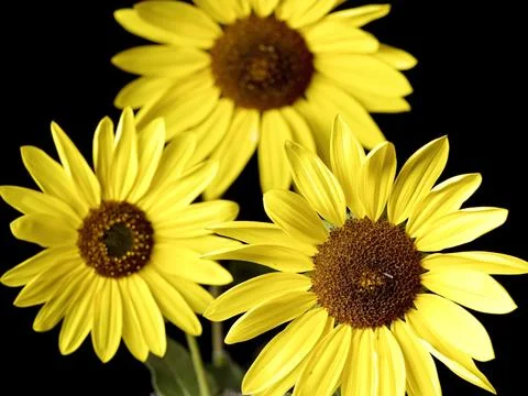 Close up of three sunflowers. Stock Photos