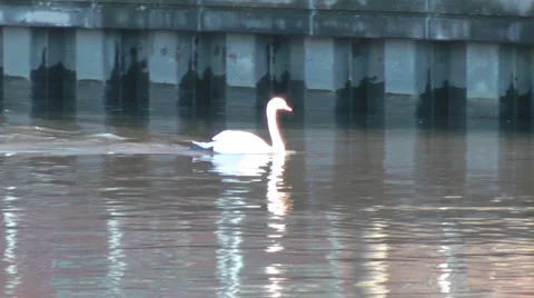 Close up of three swans swimming along urban river with zoom out Stock Footage 1064697