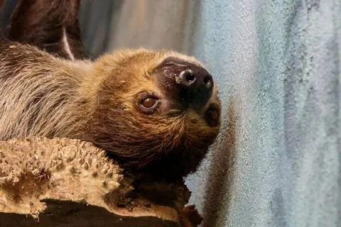 Close-up of a three-toed sloth hanging upside down on a branch in its habitat Stock Photos