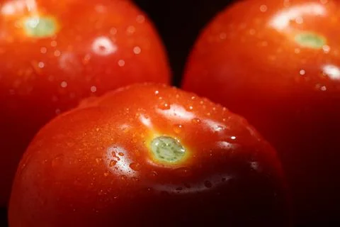 Close up of three tomatoes with water on surface Stock Photos
