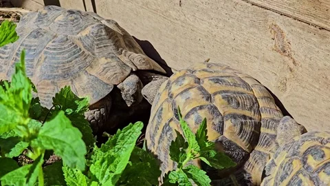 Close-Up of Three Tortoises Interacting Among Green Plants Stock Footage 315682851