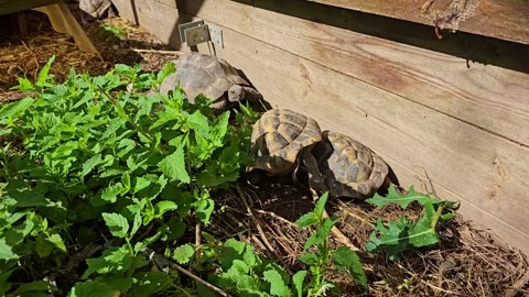 Close-Up of Three Tortoises Interacting Among Green Plants Stock Footage 315690513