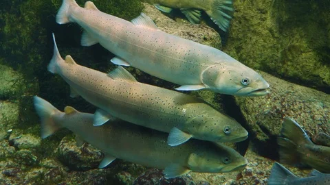 Close up of three trout Stock Footage 121855307