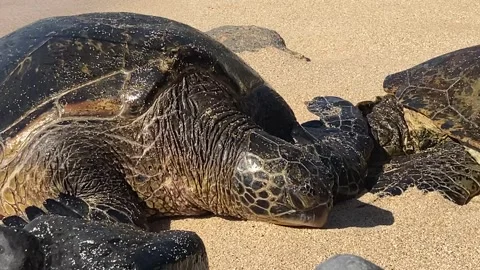 Close on three turtles on beach in Hawaii Stock Footage 247022635